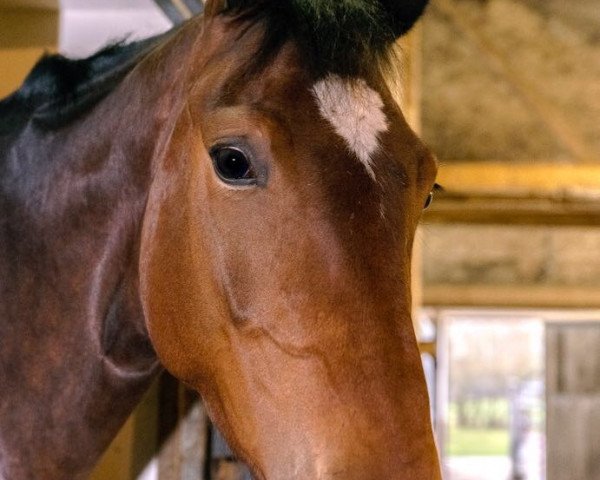 broodmare Soleil d'Amour 4 (Hanoverian, 2014, from San Amour I)