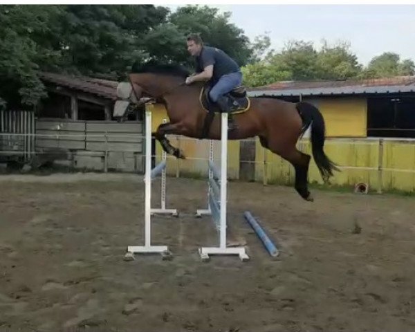 horse Elia Dubai (KWPN (Royal Dutch Sporthorse), 2009, from Casinos)