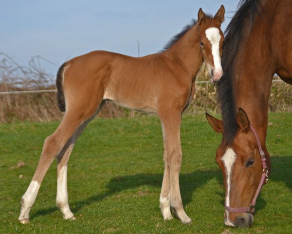broodmare Kauai (Holsteiner, 2017, from Cascadello)