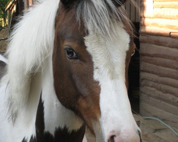 horse Surprise Blue E (Pinto / Small Riding Horse, 2008, from Brooklyn)