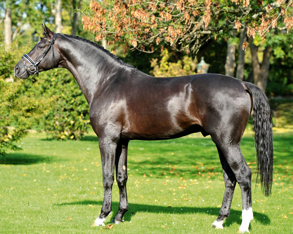 Deckhengst Bretton Woods (KWPN (Niederländisches Warmblut), 2006, von Glock's Johnson Tn)