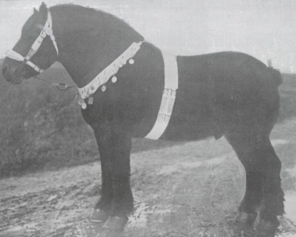 stallion Moustic de Grandglise (Brabant/Belgian draft horse, 1907, from Indigène du Fosteau)