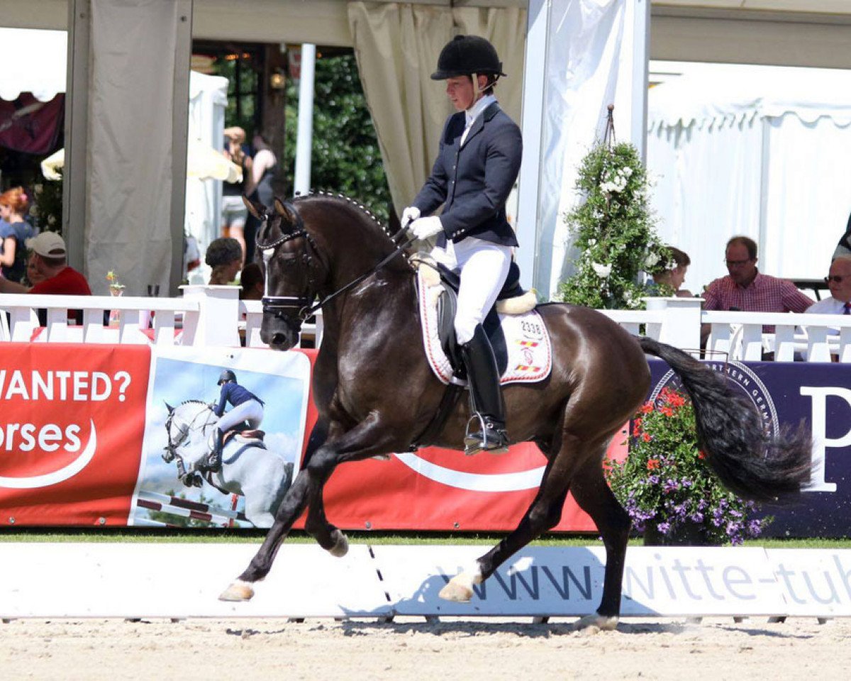 stallion Kastanienhof Donnertrommler (German Riding Pony, 2013, from Dornik B)