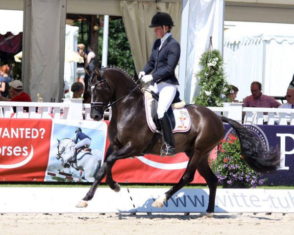 stallion Kastanienhof Donnertrommler (German Riding Pony, 2013, from Dornik B)