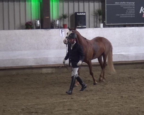 Reitturnier Lindlar-Süttenbach 2018