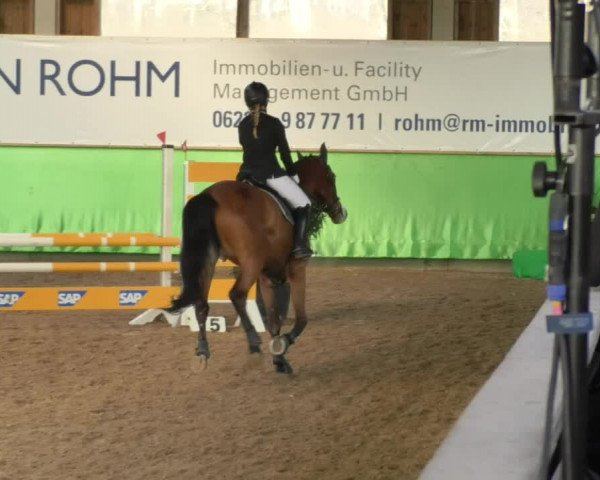 Reitturnier Walldorf 2018