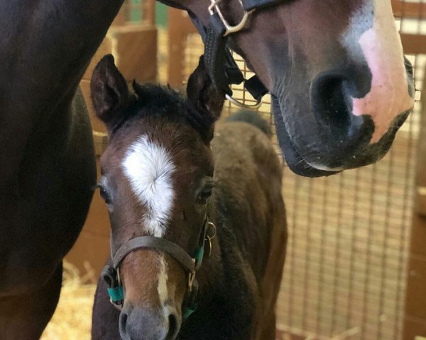 horse Stute von Liam´s Map xx (Thoroughbred, 2018, from Liams Map xx) horse Stute von Liam´s Map xx (Thoroughbred, 2018, from Liams Map xx)