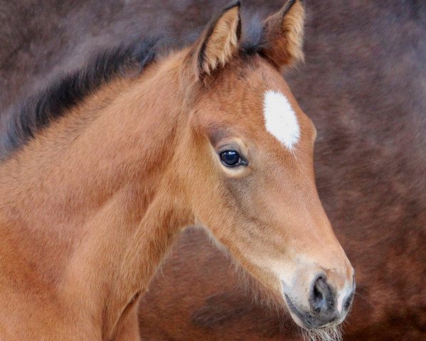 horse High Light AWK (Oldenburg, 2017, from Le Vivaldi)