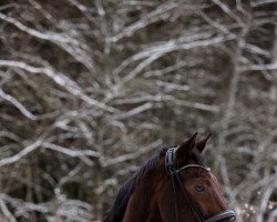 dressage horse Lanthano 29 (Bavarian, 2006, from Luberon)