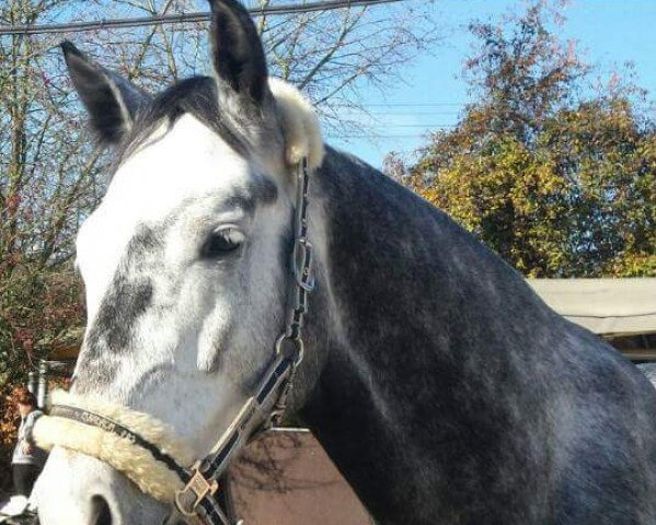Springpferd Catch Me 50 (Württemberger, 2009, von Clinton I)