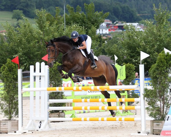Springpferd Elegant Power (KWPN (Niederländisches Warmblut), 2009, von Vaillant)