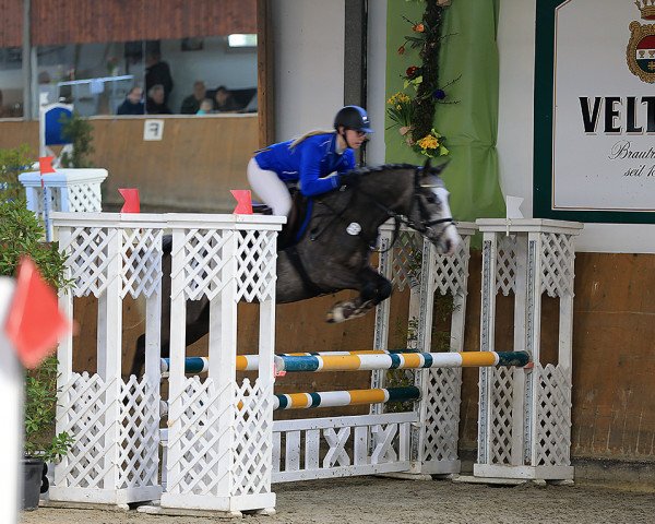 Springpferd Chico 963 (Deutsches Reitpony, 2012, von Boredo)