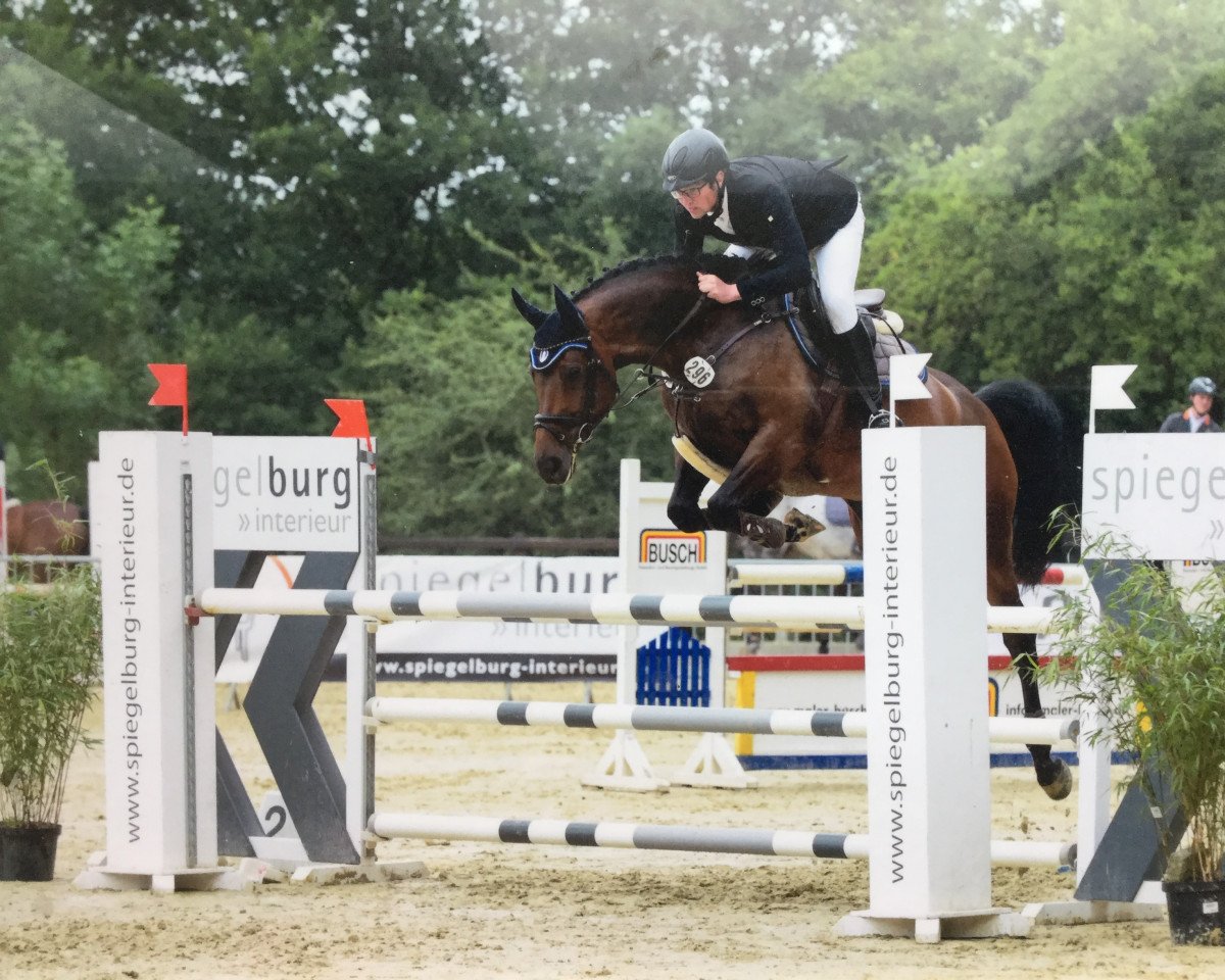 jumper For Adlanta (Hanoverian, 2009, from For Edition)
