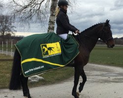 jumper Black Pearl VI (Holsteiner, 2004, from Unbekannt)