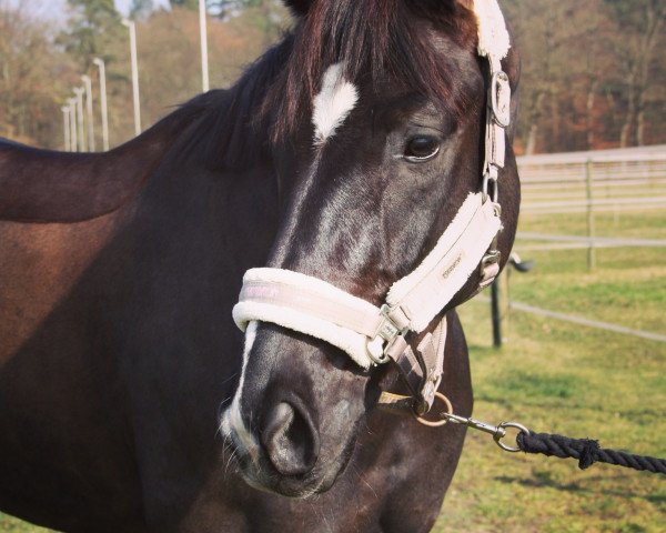 dressage horse Louis Vuitton K (Oldenburg, 2011, from Licotus)