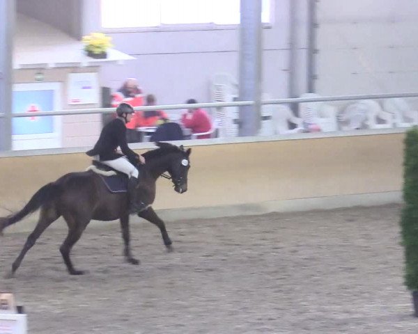 Reitturnier Waghäusel-Wiesental 2018