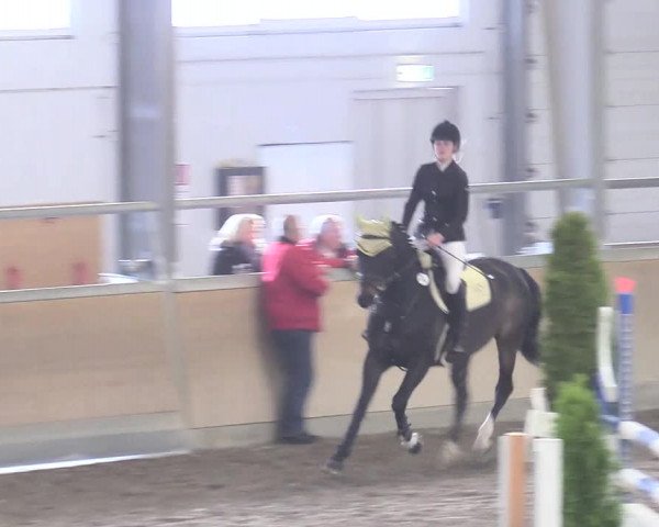 Reitturnier Waghäusel-Wiesental 2018