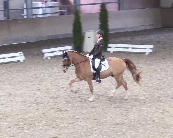 Reitturnier Waghäusel-Wiesental 2018