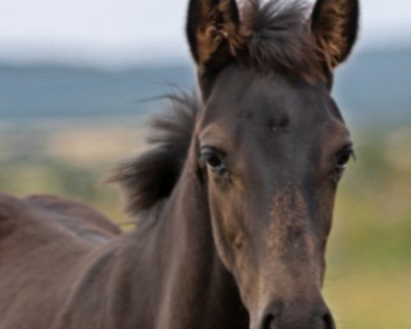 Deckhengst Famulus Z (Zangersheide Reitpferd, 2021, von Flint)