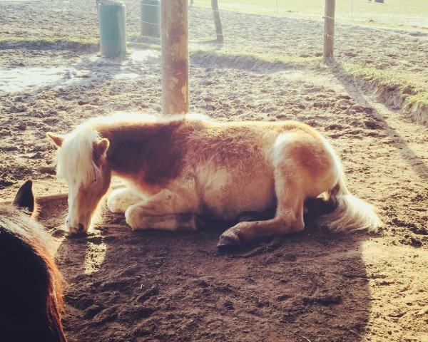 horse Nachtigall (Haflinger, 2017, from Nachtstolz)