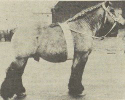 stallion Baron van Axel (Dutch Heavy Draft, 1962, from Baron van Kruispolder)