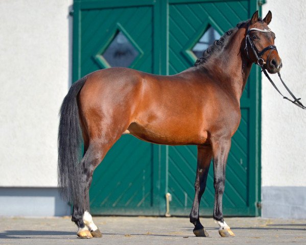 stallion Casper LO (German Riding Pony, 2014, from Cosmopolitan NRW)