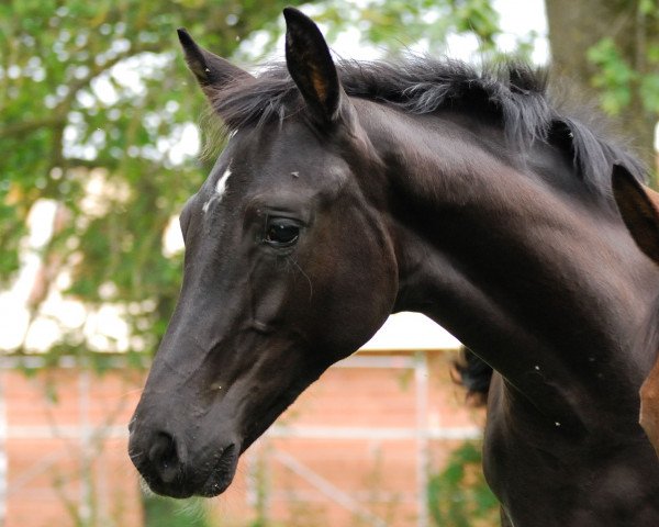 horse Dianella Negra (Bavarian, 2013, from Decurio 3)