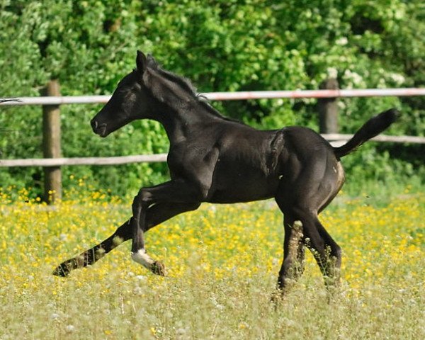horse Dirndl (German Sport Horse, 2014, from Decurio 3)
