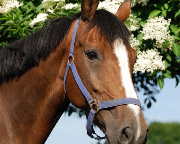 broodmare Darina (Oldenburg, 2001, from Dunhill)