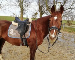 jumper Pina Pacardi (Hanoverian, 2010, from Perigueux)