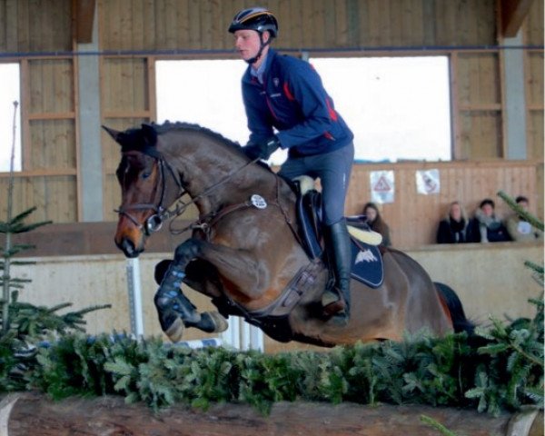 jumper Quaranta R (Württemberger, 2013, from Quinto's Chamb) jumper Quaranta R (Württemberger, 2013, from Quinto's Chamb)