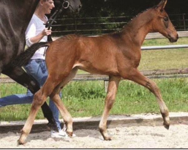 horse Fürst Rolex (Hanoverian, 2017, from Fürstbischof)