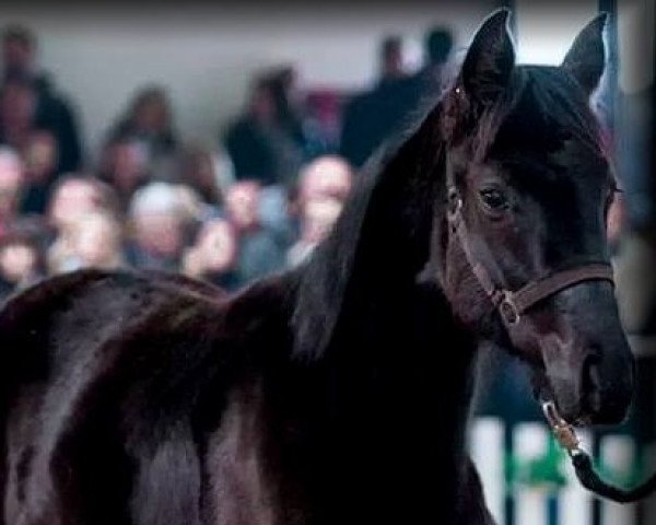 Pferd Dancier Silver (Westfale, 2017, von Dancier)