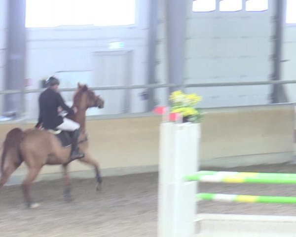 Reitturnier Waghäusel-Wiesental 2018