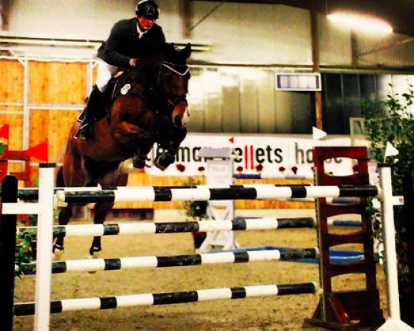 jumper Chaplin H (Westphalian, 2007, from Christiano)