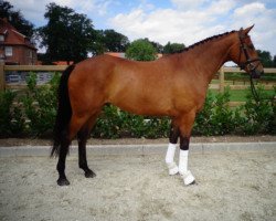 Dressurpferd Indian Summer 124 (Westfale, 2011, von Intendant xx)