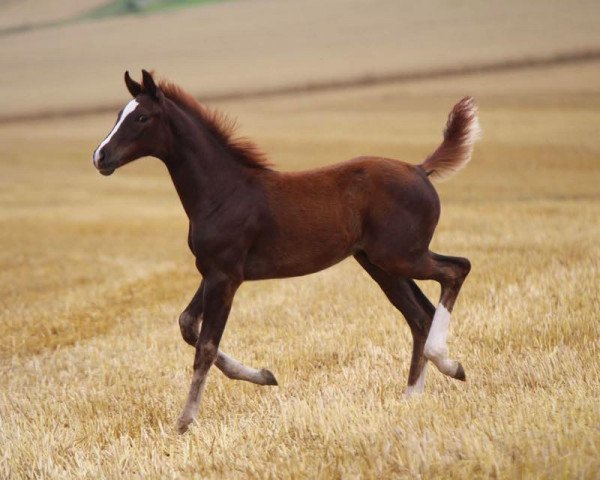 Pferd For Enjoy (Hannoveraner, 2017, von For Romance ST)