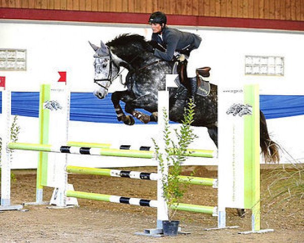 Springpferd Caccini (Holsteiner, 2011, von Cassini I)