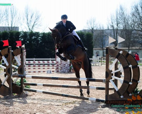 horse Rosenbaum (German Sport Horse, 2009, from Rosenstein)