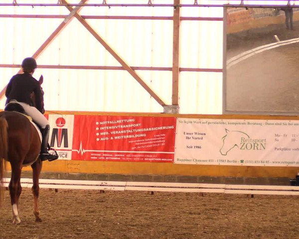 Reitturnier Pausin 2018