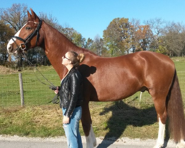 jumper Capone 34 (Oldenburg show jumper, 2009, from Clay)