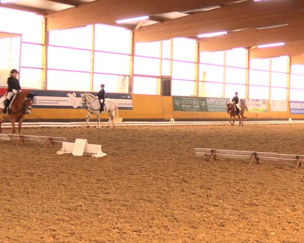 Reitturnier Pausin 2018