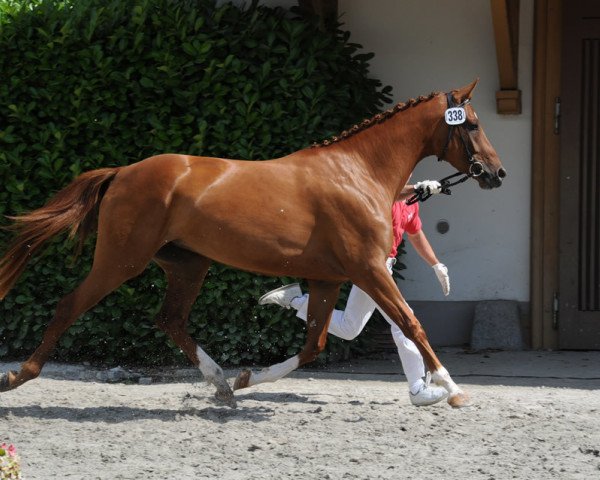 broodmare Diana V. Pferdeparadies CH (Swiss Warmblood, 2005, from Karondo vom Schlösslihof)