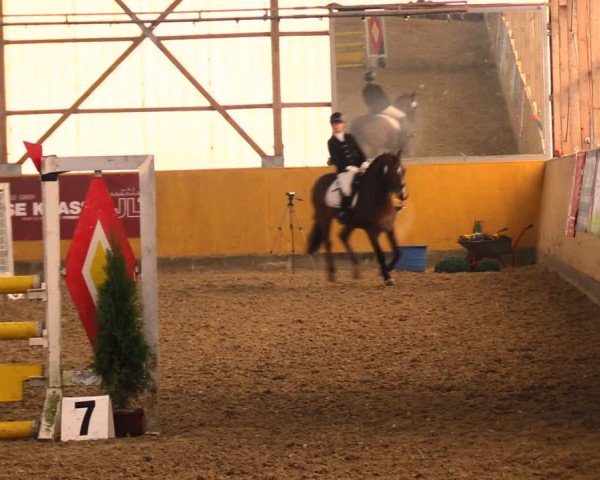 Reitturnier Pausin 2018