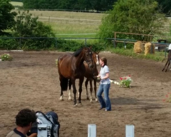 broodmare Ninja II (Holsteiner, 1998, from Leandro)