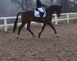Cavallo da Dressage Sancho Campino (Hannoveriano, 2009, di San Amour I)