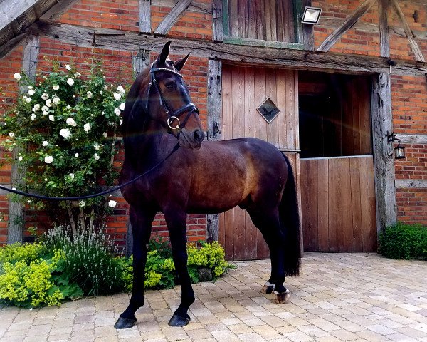 dressage horse Sid 17 (Oldenburg, 2003, from Sunny-Boy)