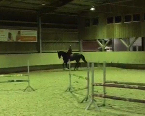 jumper Remember Me 90 (Württemberger, 2011, from Risandro)