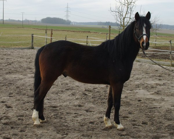 Pferd Hendi's After Midnight (Holländisches Reitpony, 2013, von Steerwolde's V.I.P.)