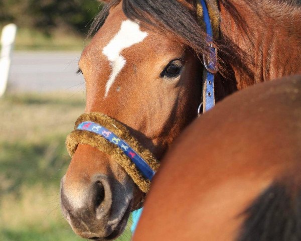 horse Calim (Freiberger, 2015)